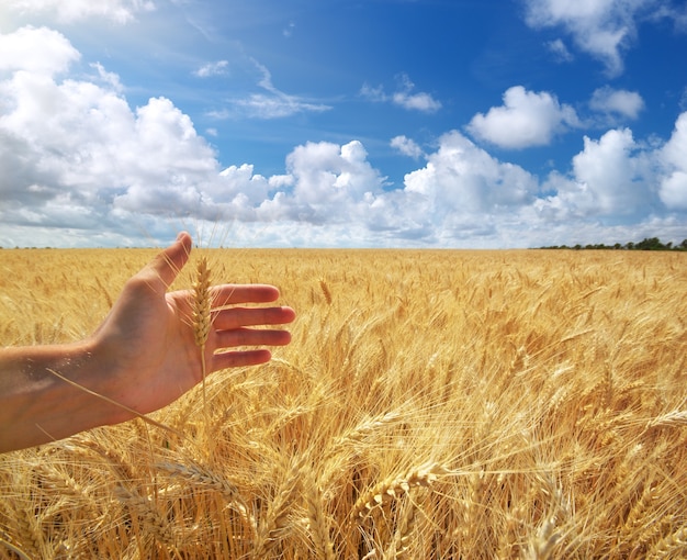 Mano umana e grano