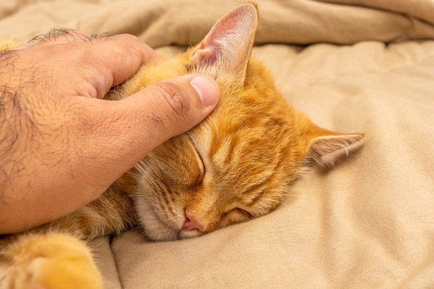 mano umana petting simpatico gatto zenzero che dorme sul letto