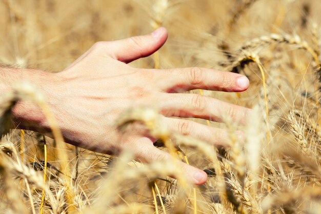 Mano umana sul campo di grano