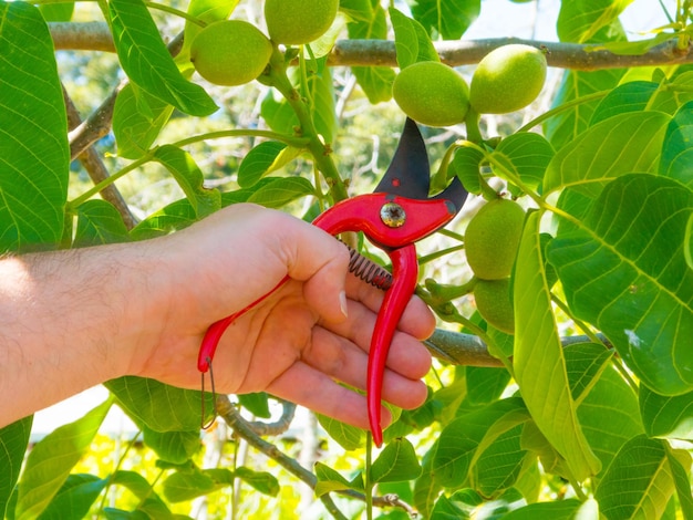 Mano usando una cesoia in un giardino