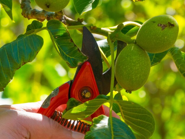 Mano usando una cesoia in un giardino