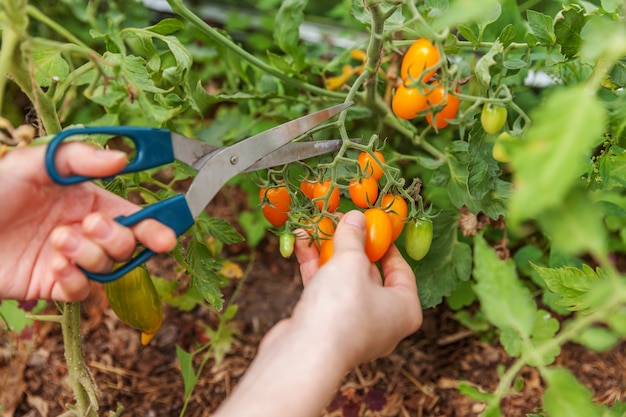 Manodopera agricola femminile che raccoglie i pomodori maturi