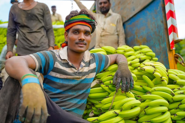 Manodopera indiana che trasporta un grappolo di banane dal campo agricolo.
