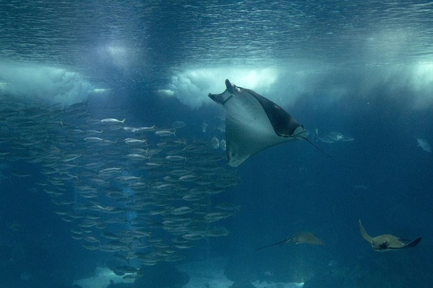 Manta in pesci d'acquario