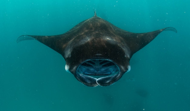 Manta ray in maldive