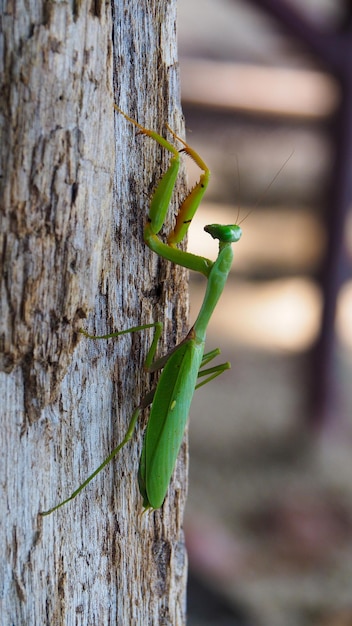 Mante religieuse sur un poteau en bois