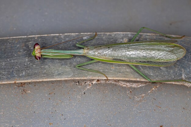 Mantid maschio adulto del genere Oxyopsis