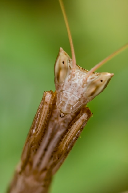 mantide (Apteromantis aptera)