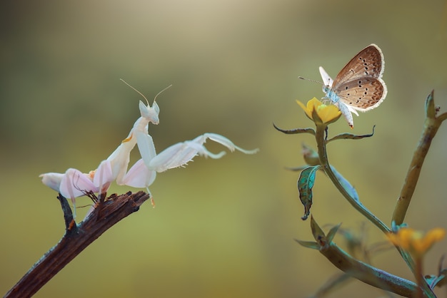 Mantide orchidea su ramoscelli