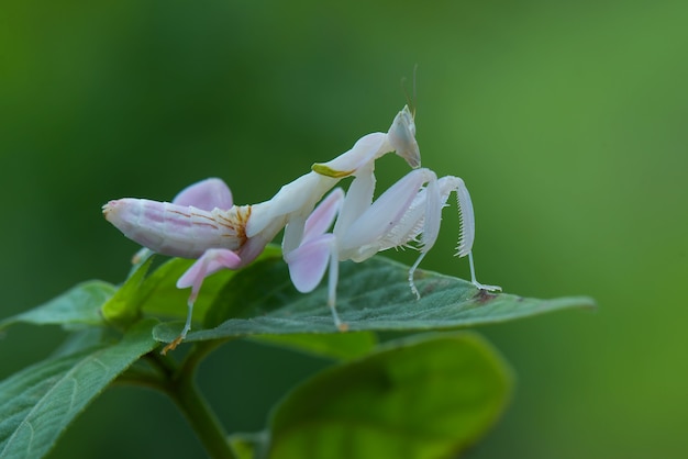 Mantide orchidea su ramoscelli