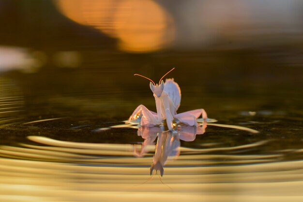 mantide orchidea sull'acqua