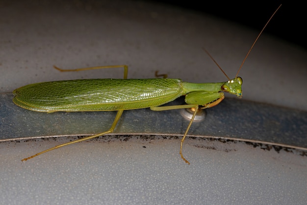 Mantide Photinaid verde adulto della tribù Photinaini