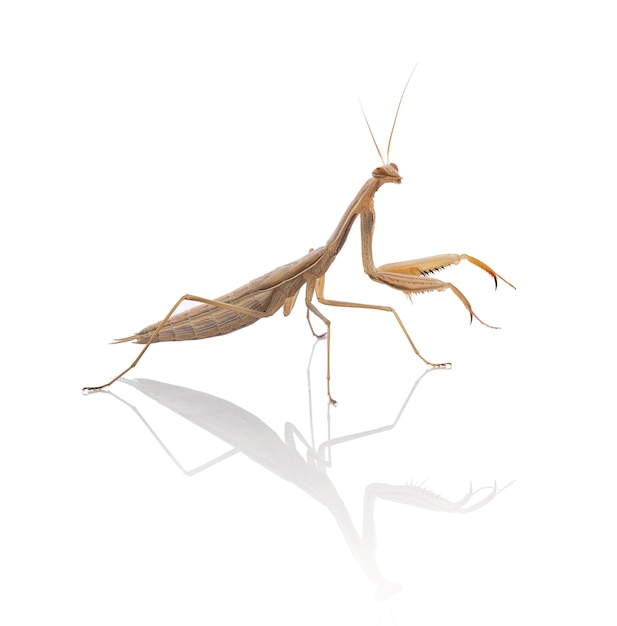 Mantide religiosa giovanile (Mantis religiosa) su sfondo bianco