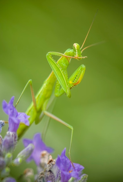 Mantide religiosa maschio