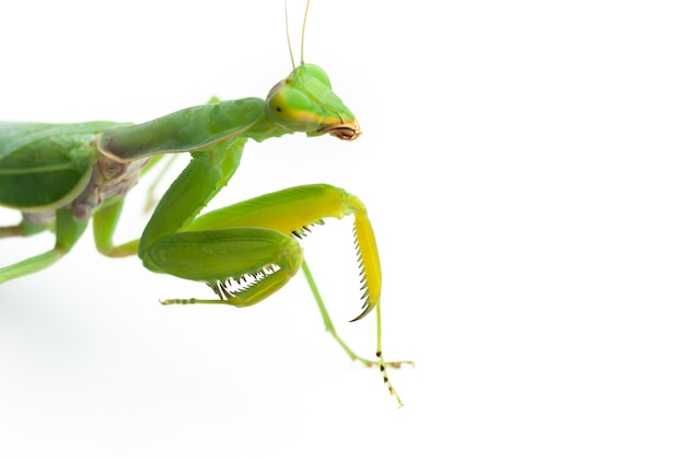 Mantide religiosa verde isolato su sfondo bianco