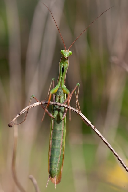 mantide religiosa verde su un ramo Biodiversità e conservazione delle specie