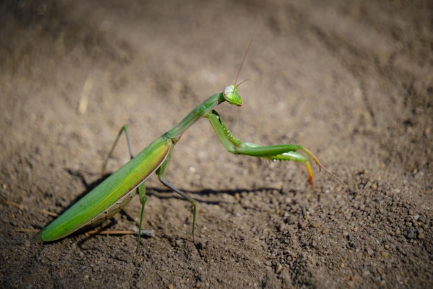 Mantide verde dell'insetto in condizioni naturali sullo sfondo della sabbia naturale