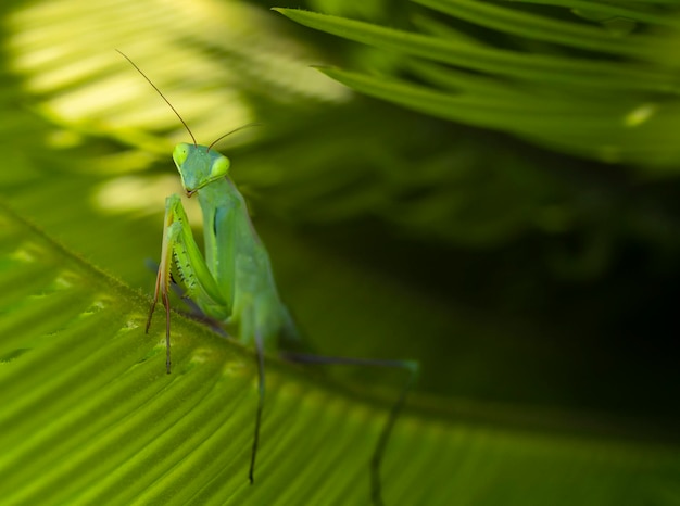 Mantide verde Mantodea in posa tra fogliame verde