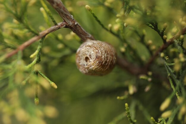 Mantises ootheca recentemente deposto sul ramo dell'albero