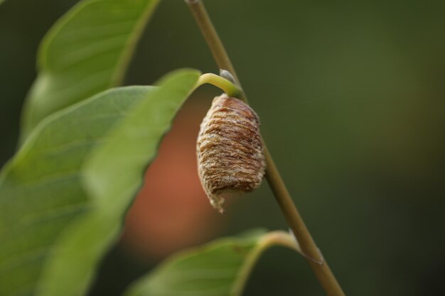 Mantises ootheca recentemente deposto sul ramo dell'albero