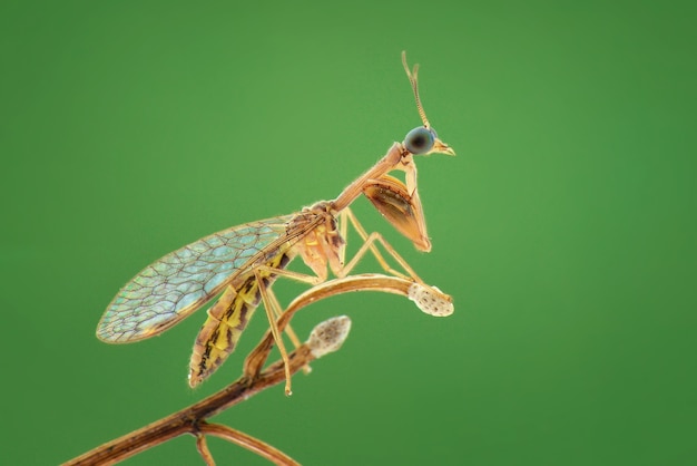 mantisfly sul fiore in sfondo verde