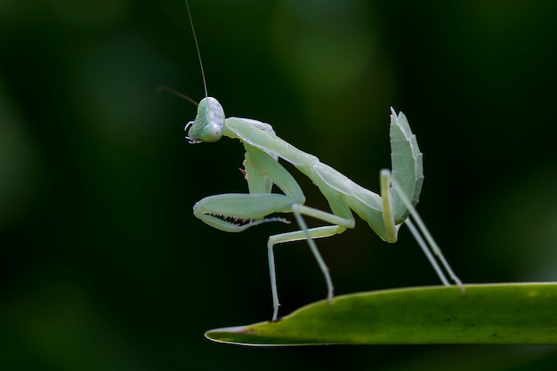 Mantodea è su una foglia verde