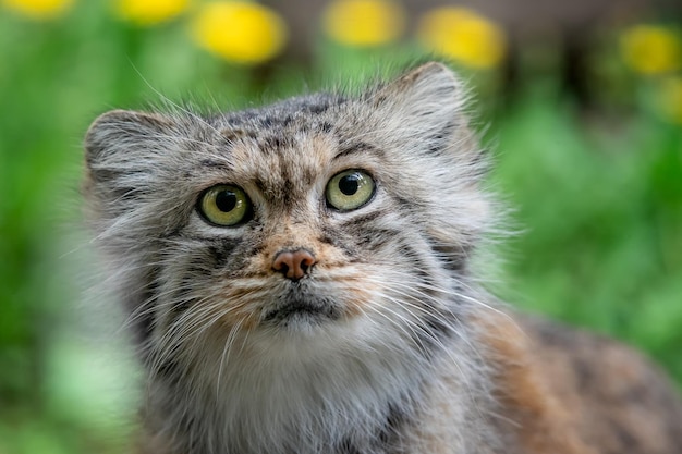 Manul o il gatto di Pallas Otocolobus manul simpatico gatto selvatico dall'Asia