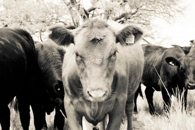 Manzi alimentati al pascolo La Pampa Patagonia Argentina