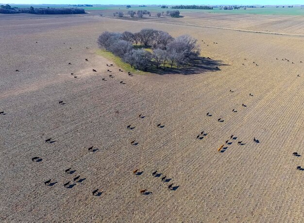 Manzi alimentati con erba naturale Pampas Argentina