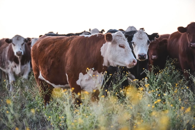 Manzi e giovenche allevati con erba naturale Produzione di carne argentina