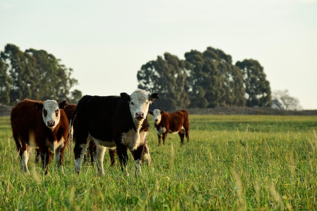 Manzi nutriti con erba naturale Provincia di Buenos Aires Argentina