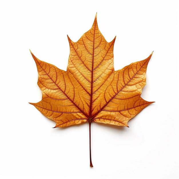 Maple Leaf Clip Art con sfondo bianco