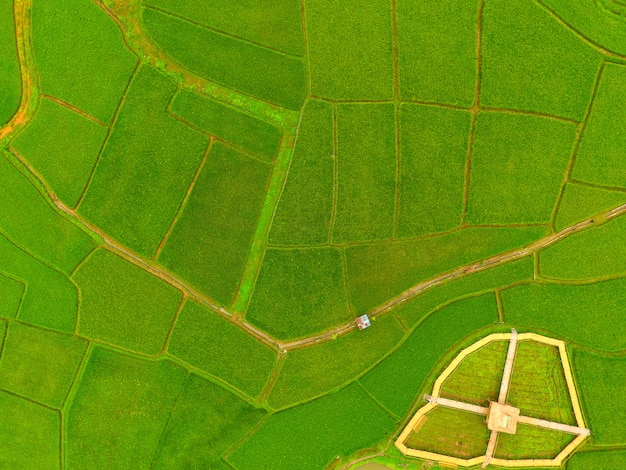 Mappa della fattoria del riso, vista a volo d&#39;uccello