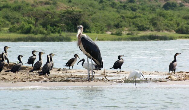 Marabou e altri uccelli in Africa