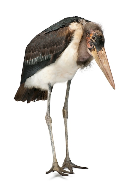 Marabù Stork, Leptoptilos crumeniferus, 1 anno di età, in piedi di fronte a uno sfondo bianco