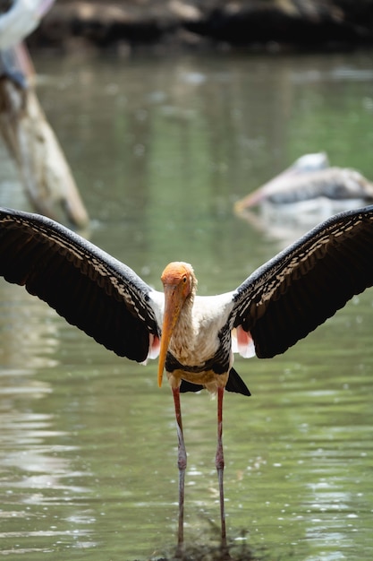 Marabù Stork vicino al fiume