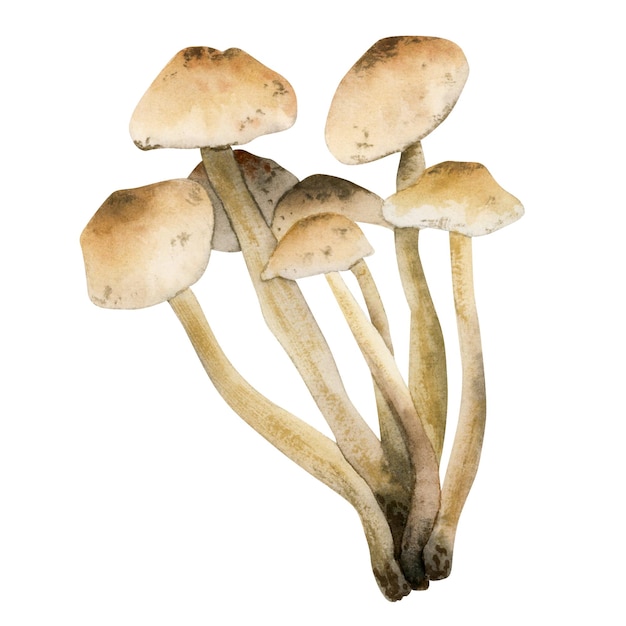 Marasmius oreades illustrazione di fungo commestibile marrone Disegnato a mano acquerello fata anello champignon