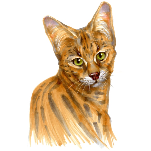 marcatori di schizzi illustrazione di serval ritratto di gatto selvatico