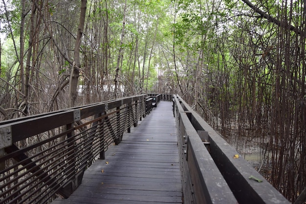 Marciapiede con ringhiere alte attraverso la foresta nel Parco Storico di Guayaquil Ecuador