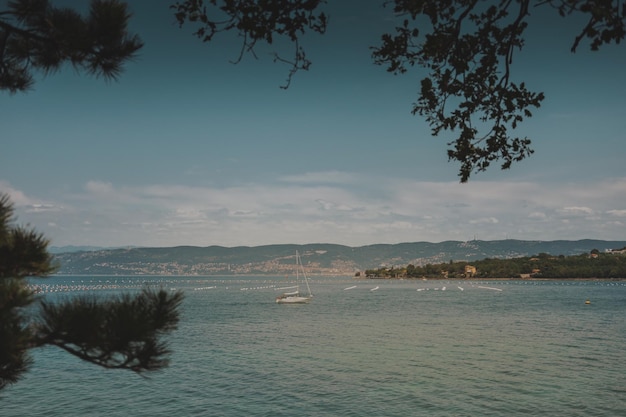 Mare Adriatico Costa della Slovenia con alberi di pino e mare