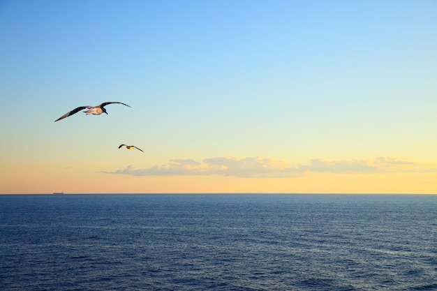 Mare al tramonto e gabbiani in volo