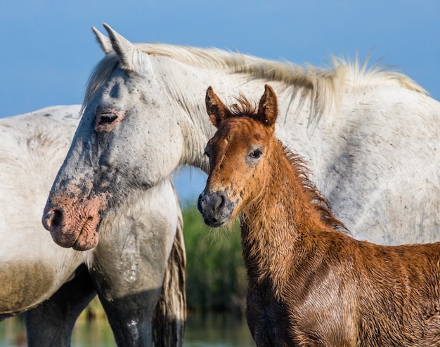 Mare con il suo puledro. Cavallo bianco della Camargue