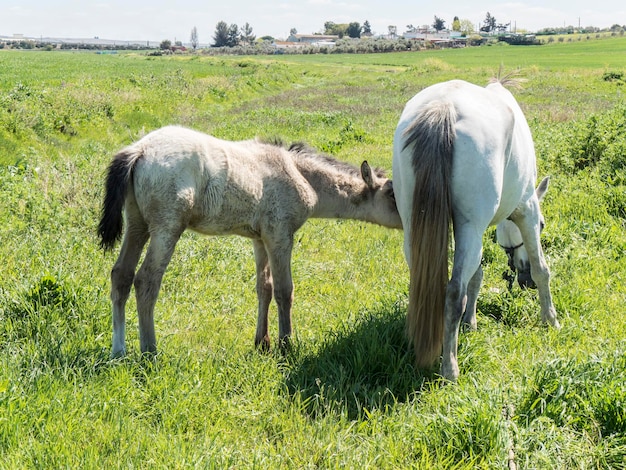 Mare con il suo puledro nel campo