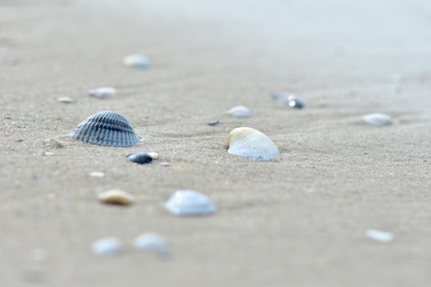 Mare con una spiaggia sabbiosa e conchiglie su di esso Sfondo estivo Motivo per riferimento futuro