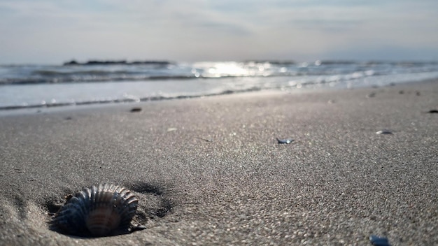 MARE DELLA SPIAGGIA DI CONCHIGLIA