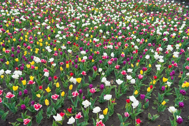 Mare di tulipani. Sfondo floreale di primavera. Campagna olandese. tulipani in giardino. Magico paesaggio primaverile con fiori. Incredibile campo di tulipani in Olanda. relax e gestione dello stress. tulipani in primavera.