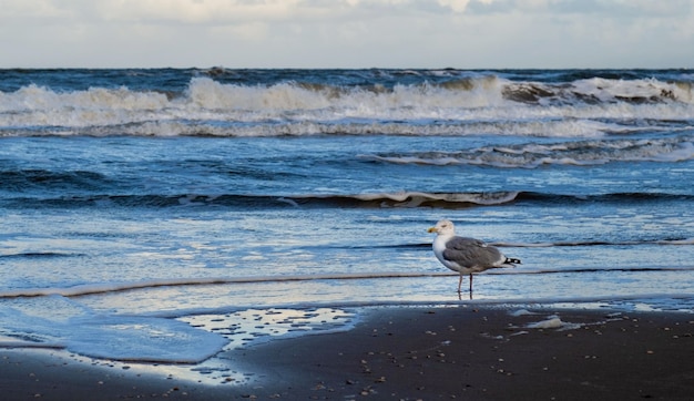 Mare oceano nuvola di gabbiano Scheveningen Den Haag l'Aia Paesi Bassi onda d'acqua sunrice cielo blu sole