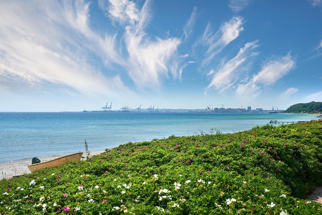 Mare soleggiato con piante selvatiche in fiore Mare calmo contro l'orizzonte blu nuvoloso con spazio per le copie Vegetazione lussureggiante che cresce sulle dune vicino a un oceano mozzafiato Scena della natura panoramica con un porto sullo sfondo