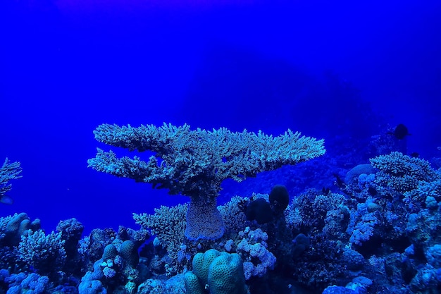 mare tropicale sfondo subacqueo immersioni subacquee oceano