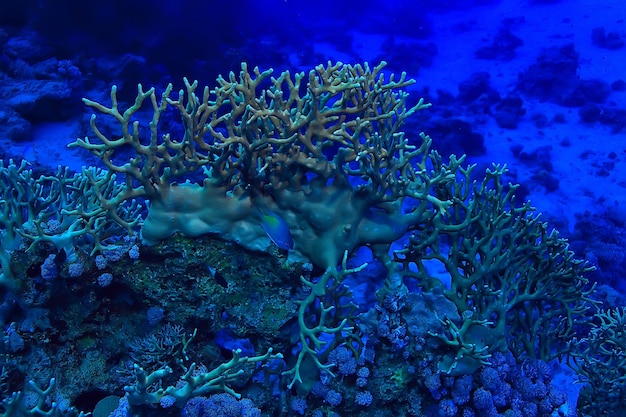 mare tropicale sfondo subacqueo immersioni subacquee oceano